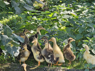 Foto-Enten-fuer-Box-Angebote-fuer-Kinder.jpg