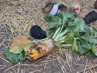 Foto-Meerschweinchenfuetterung-fuer-Box-Farmer-for-one-Day.jpg