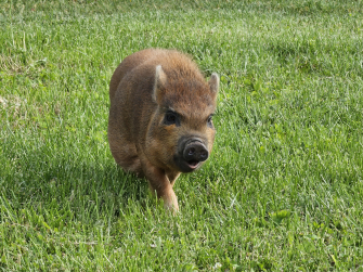 Foto-Spaziergang-fuer-Box-Minischweinewanderung.jpg