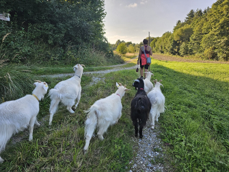 Foto-Ziegenwanderung-fuer-Box-Tierwanderung.jpg