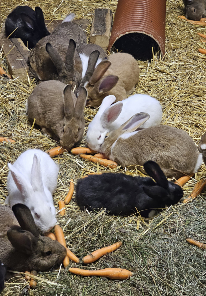 Kindernachmittag-Foto.jpg